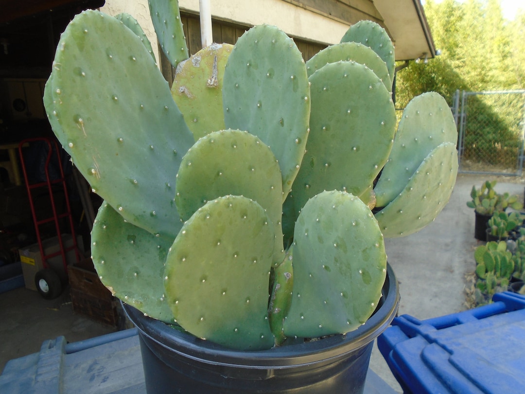 Opuntia ellisiana One Pad Edible Opuntia Prickly Pear, Cactus/succulent