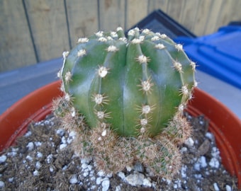 NEW - Echinopsis Tubiflora Cactus  Plant, Fully Rooted Clustering Cactus