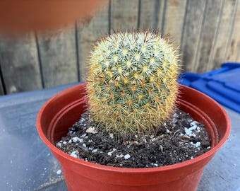 Mammilaria Sinforosensis - Etsy