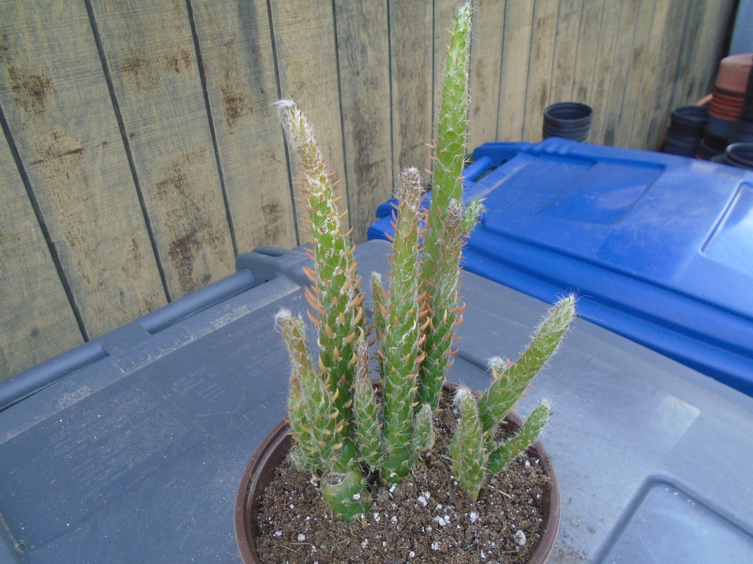 Opuntia desert Snow Pine Cactus AKA Snow Ridge Etsy