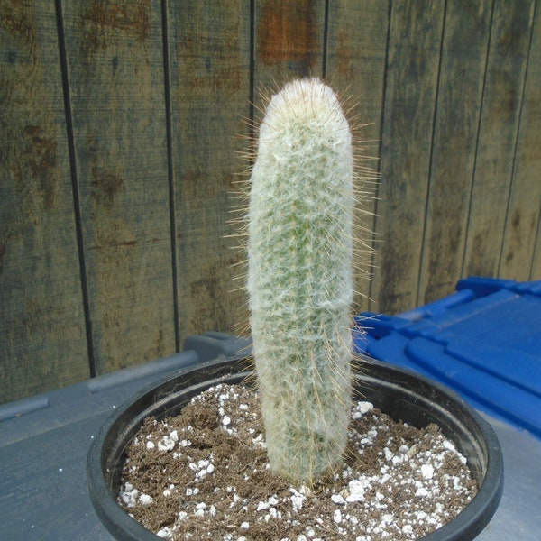 Exact Espostoa Lanata Cactus, Snow Pole Cactus, Fully Rooted, Columnar Type Cactus  1T Each Listing Different