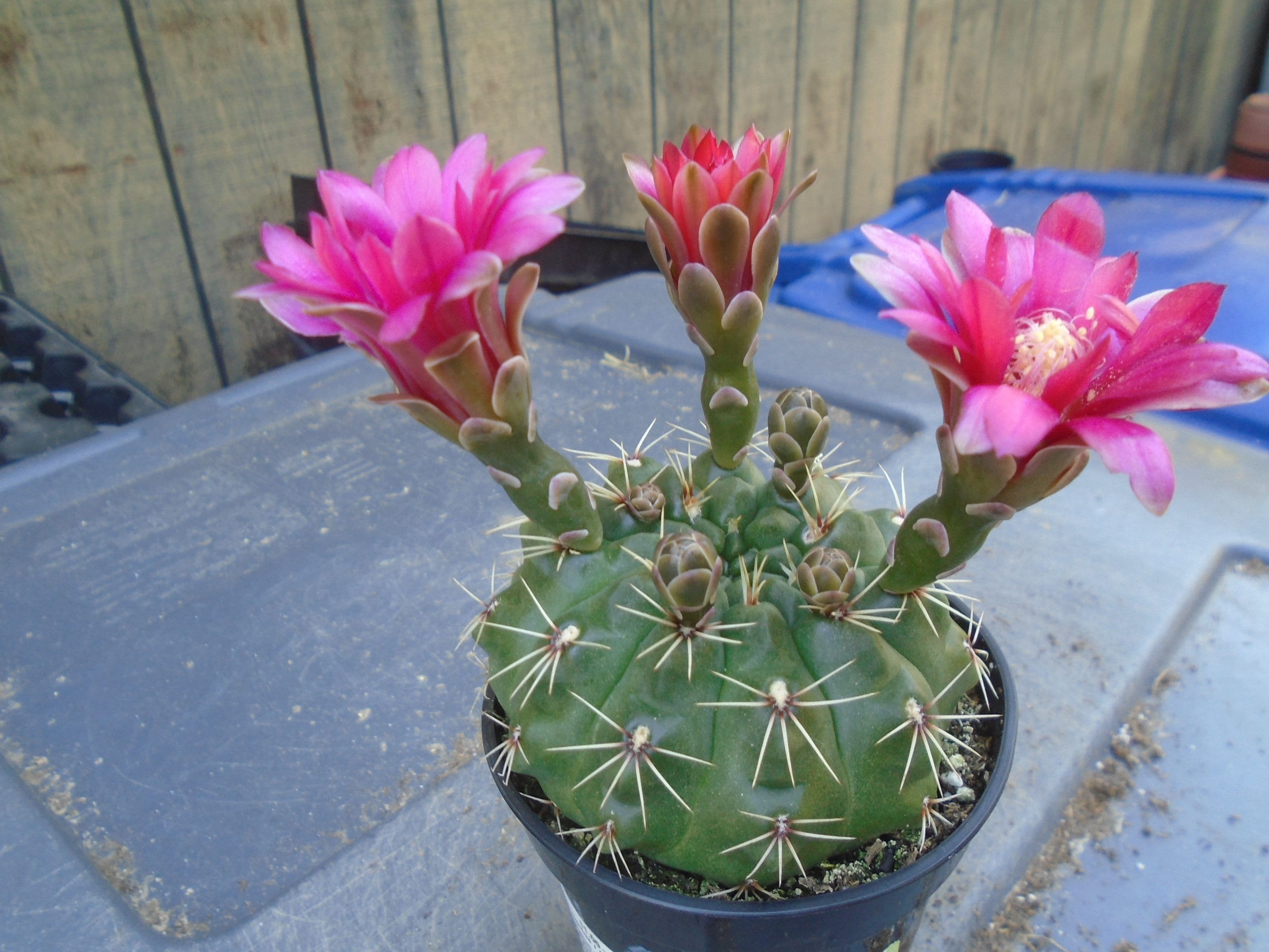 08 綴化　緋花玉　鉢付　Gymnocalycium baldianum 08 綴化 緋花玉 鉢付 Gymnocalycium baldianum - メルカリ