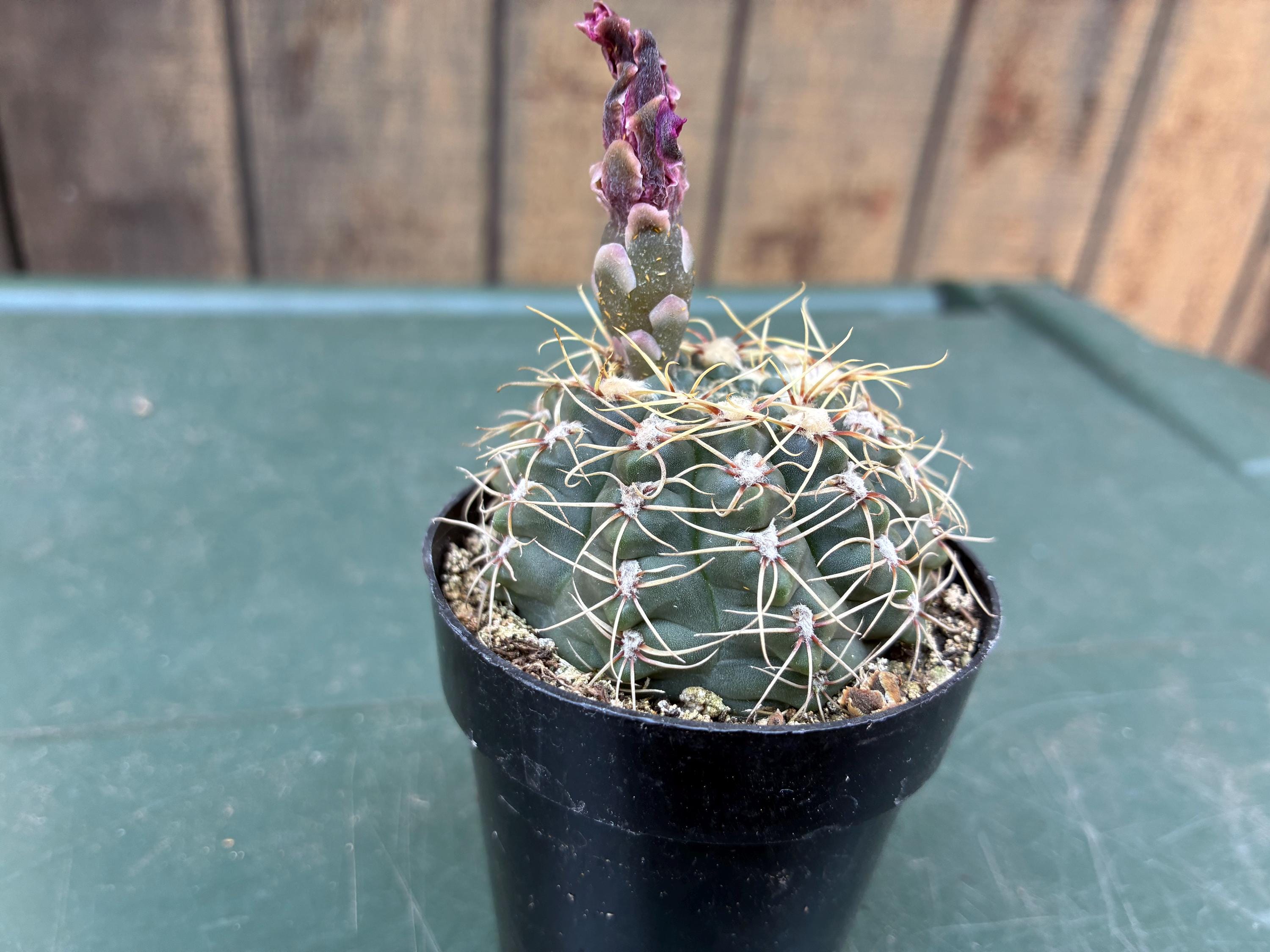 Gymnocalycium Baldianum - Etsy