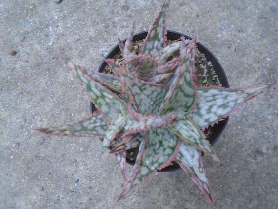 Lavender Frost Aloe Plant, Fully Rooted New Hybrid, Each Listing Different,  Hummingbird Friendly, Will Have One Pup/plant With Main Plant - Etsy Israel