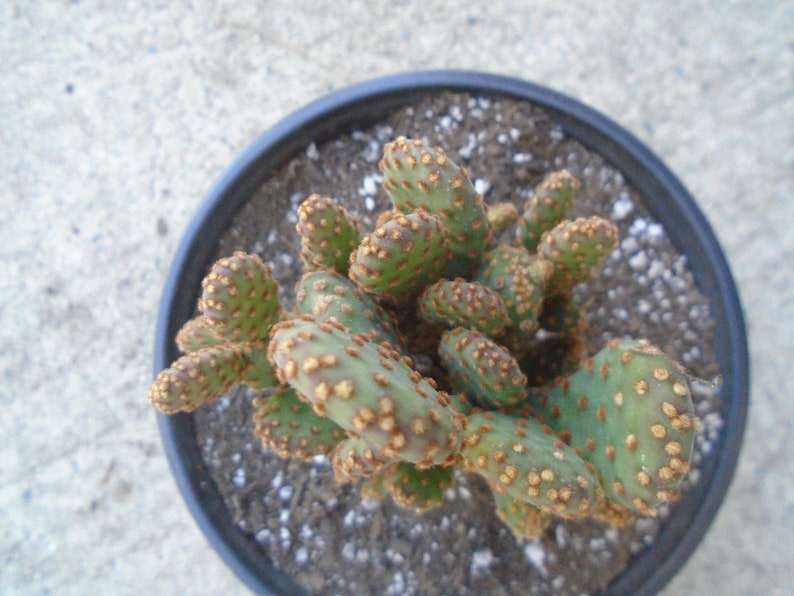 Opuntia Rufida Minima Montrose Fully Rooted Cactus Plant image 6