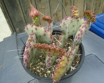 Exact 3 Opuntia Sapphire Wave Plants, Cactus, Prickly Pear, Fully Rooted, 5T, Each Listing Different