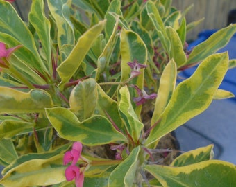 Special - One Variegated Crown of Thorns Plant, Fully Rooted, Euphorbia Milii, Each Listing Different