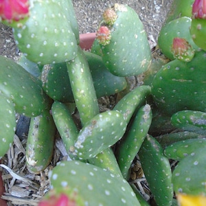 Opuntia Tacinga Inamoena Marlon's Dwarf Prickly Pear 2 Pads image 2