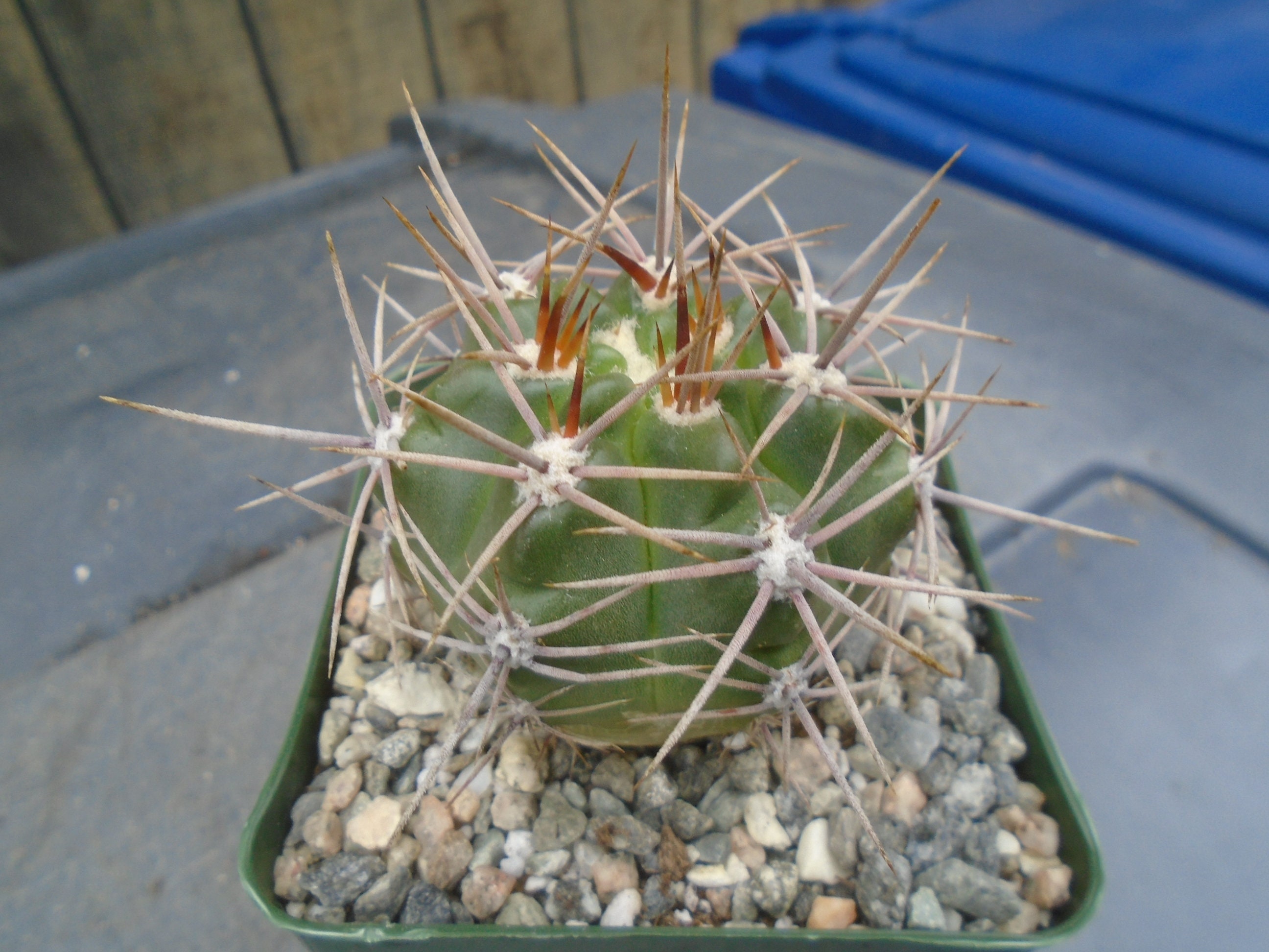 Gymnocalycium Achirasense Cactus Plant, Fully Rooted Cactus - Etsy India