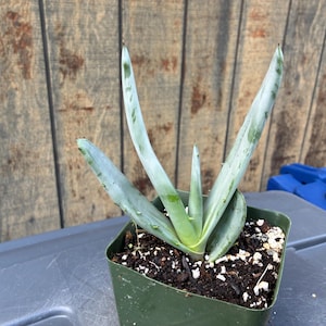 May include: A small succulent plant with pale green, pointed leaves featuring subtle dark green markings. The plant is potted in a square, dark green plastic container filled with dark potting soil and small white perlite particles.