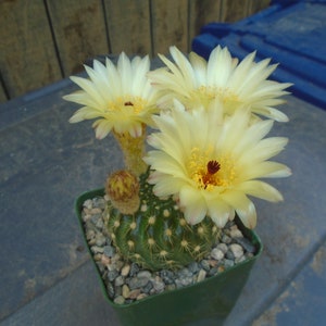 Notocactus Concinnus Gerbeditus Cactus Plant, Fully Rooted