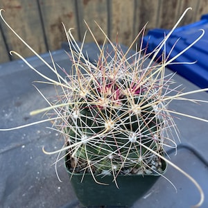 Exact Classic Fish Hook Barrel Cactus, Ferocactus Hamatacanthus, Fully Rooted, 4,   Each Listing Different