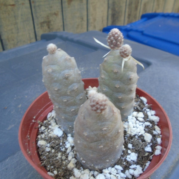 3 Rooted Pine Cone Cactus (tephrocactus strobiliformis)