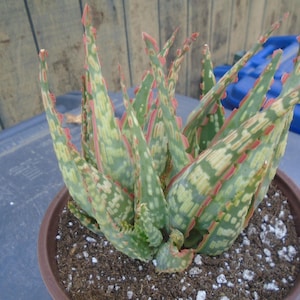 Puede incluir: Una planta suculenta variegada con marcas verdes, blancas y rojas en las hojas. La planta est&aacute; en maceta en una maceta marr&oacute;n y est&aacute; rodeada de tierra marr&oacute;n.