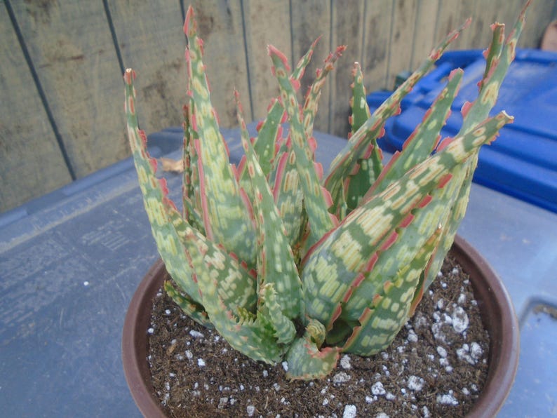 Puede incluir: Una planta suculenta variegada con marcas verdes, blancas y rojas en las hojas. La planta est&aacute; en maceta en una maceta marr&oacute;n y est&aacute; rodeada de tierra marr&oacute;n.