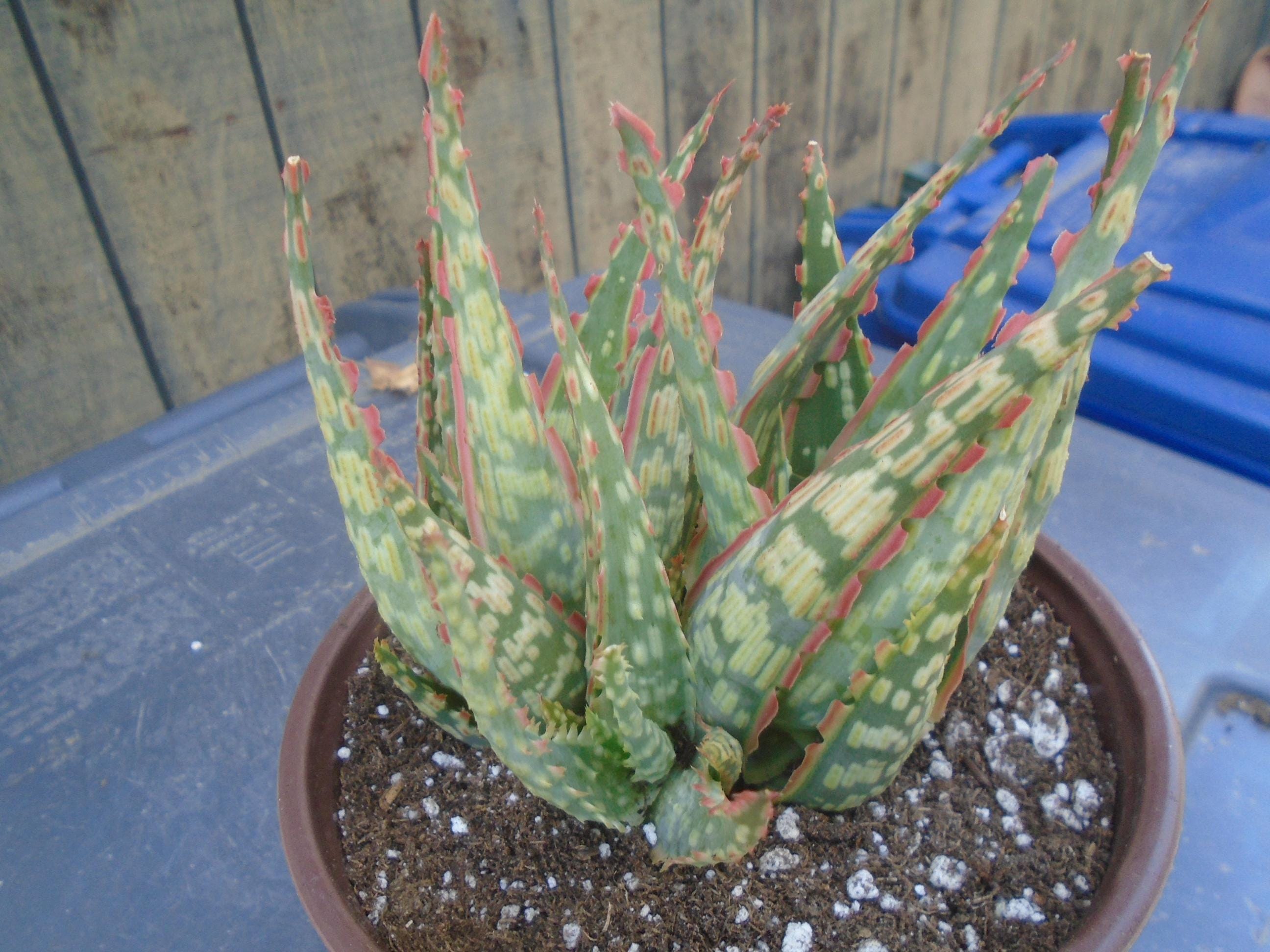 Aloe "krakatoa" 2 Plants, Hybrid PPAF, Fully Rooted, Hummingbird Friendly -  Etsy Israel