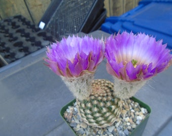 White Lace Cactus Plant, Echinocereus Reichenbachii f. Albispinus  (Small)    Large Flowers