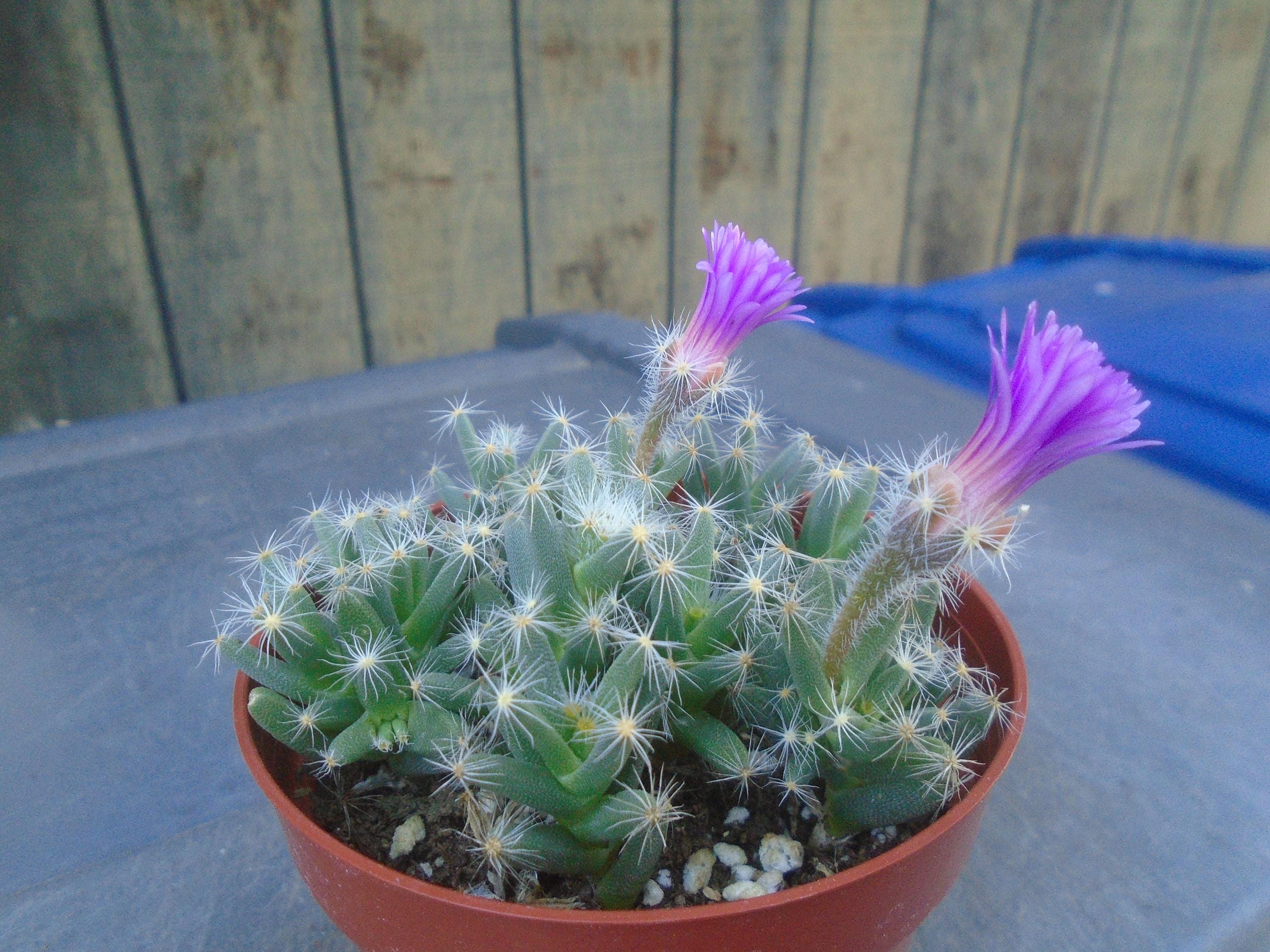 Desert Rose Miniature Group- African Bonsai- Trichodiadema Densum, Small  Multi- Rooted Plants, Succulent - Etsy