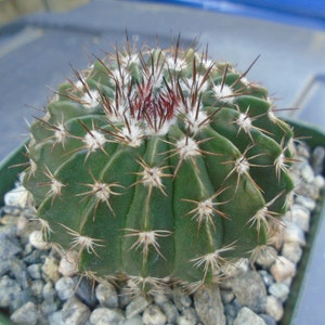 May include: A green cactus with white spines and a red center. The cactus is in a small pot with gray rocks.
