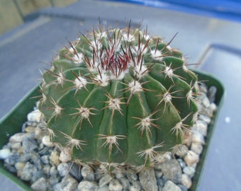 New - Wigginsia Erinacea Cactus Plant, Fully Rooted, AKA Parodia Erinacea,  Globular Shape