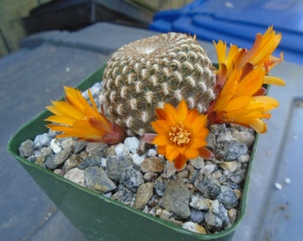 Sulcorebutia Arenacea Cactus Plant,  Fully Rooted Cactus,  Origin  South America