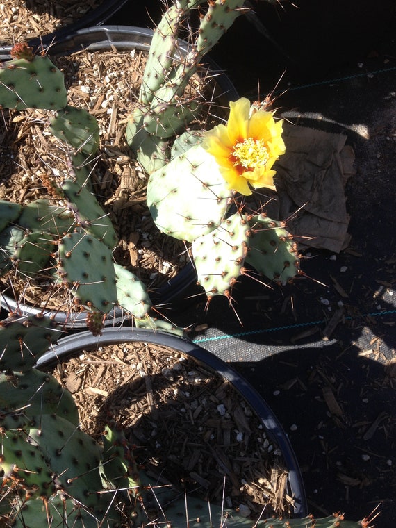 Garden Patio 2 Pads Cuttings Hardy Opuntia Violacea Purple Santa Rita Prickly Pear Cactus Kisetsu System Co Jp