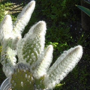 Opuntia - Snow AKA Blue Jacket (Prickly Pear) 1 Pad