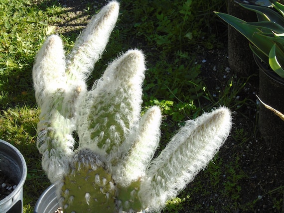 Opuntia - Snow AKA Blue Jacket (prickly Pear) 1 Pad - Etsy