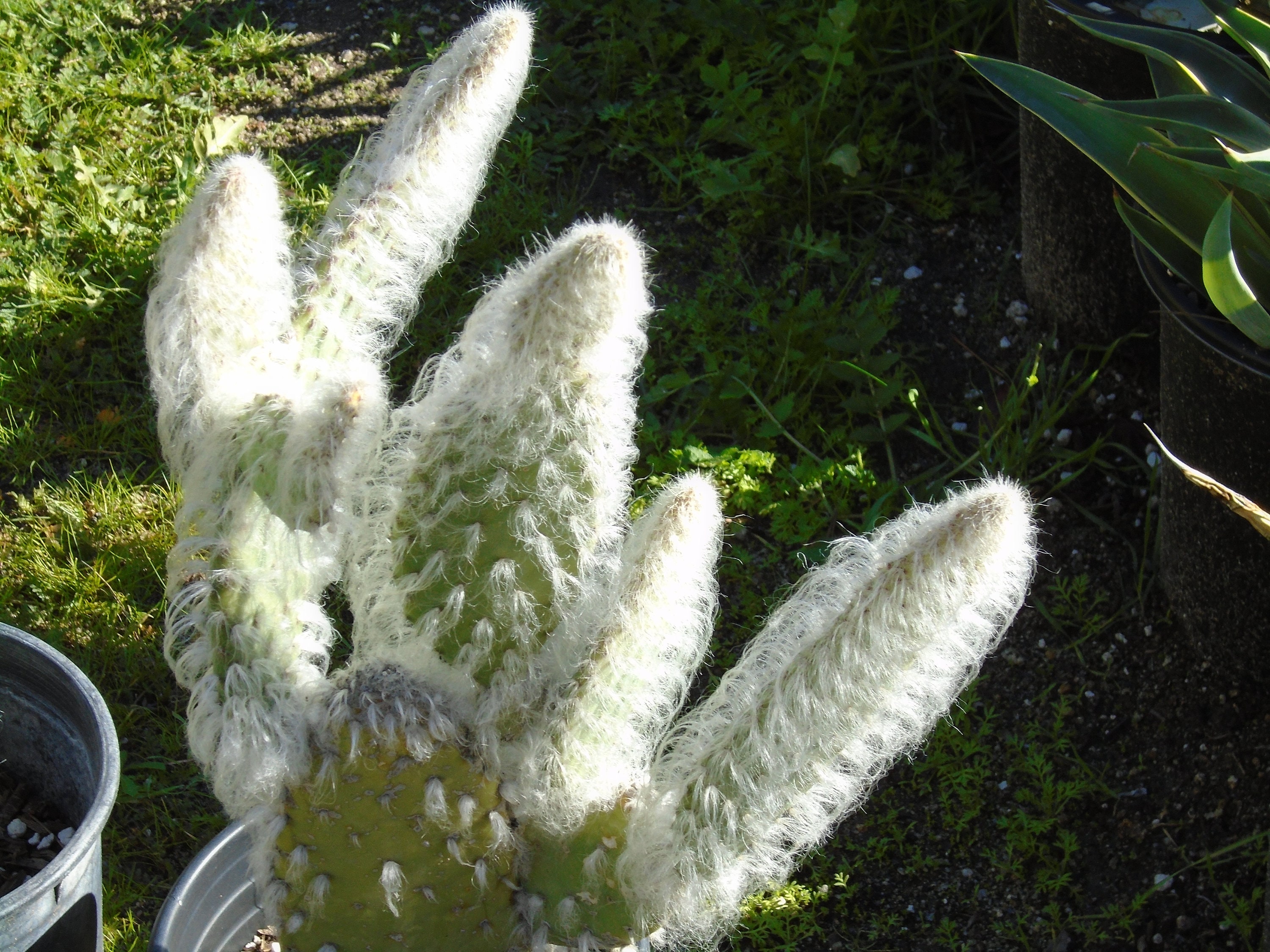 Opuntia - Snow AKA Blue Jacket (Prickly Pear) 1 Pad