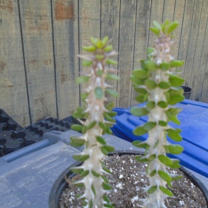 False Ocotillo 2 Plants, Fully Rooted, Procera,  Drought Resistant Succulents, Cactus