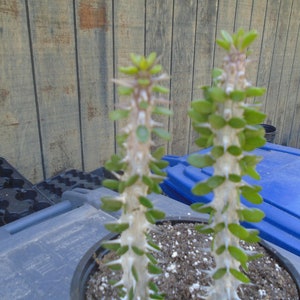 False Ocotillo 2 Plants, Fully Rooted, Procera,  Drought Resistant Succulents, Cactus