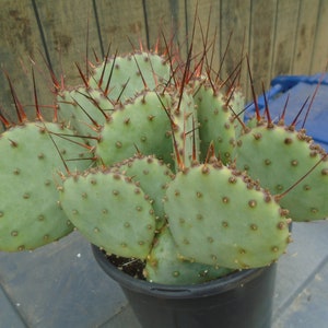 Three Amethyst Wave Plants, Opuntia, Fully Rooted Prickly Pear, Cactus Plants