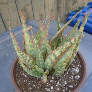 Puede incluir: Una planta suculenta variegada con hojas verdes, blancas y rosadas en una maceta marr&oacute;n. La planta tiene un aspecto espinoso y est&aacute; creciendo en una maceta marr&oacute;n.