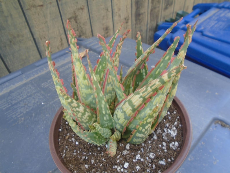 Puede incluir: Una planta suculenta variegada con hojas verdes, blancas y rosadas en una maceta marr&oacute;n. La planta tiene un aspecto espinoso y est&aacute; creciendo en una maceta marr&oacute;n.