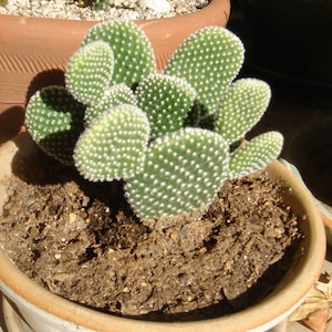 May include: A green cactus plant with small, round pads growing in a terracotta pot. The cactus is surrounded by brown soil and has a white saucer underneath the pot.