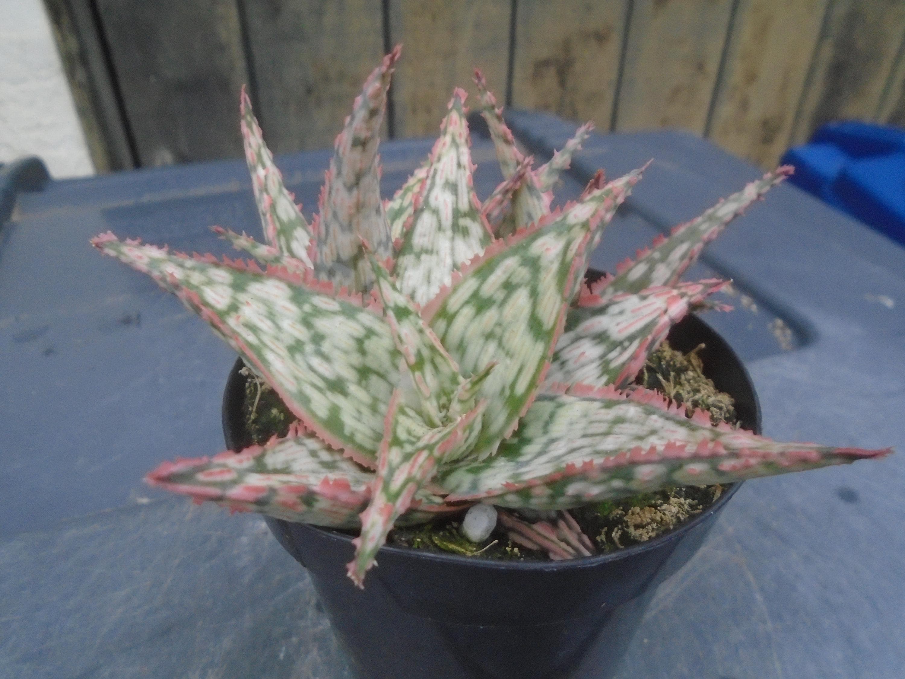 Lavender Frost Aloe Plant, Fully Rooted New Hybrid, Each Listing Different,  Hummingbird Friendly, Will Have One Pup/plant With Main Plant - Etsy Israel
