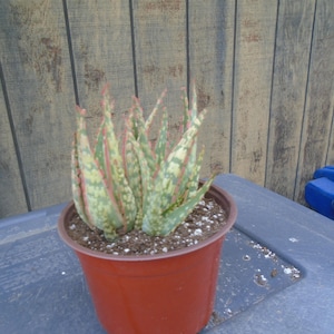 Puede incluir: Una planta de aloe variegada con hojas verdes, blancas y rosadas que crece en una maceta de pl&aacute;stico marr&oacute;n. La planta est&aacute; sentada sobre una superficie gris.