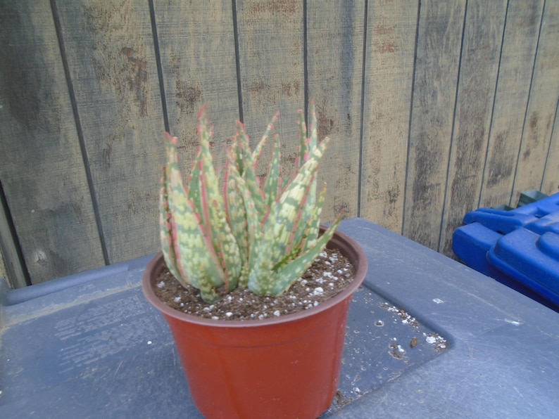 Puede incluir: Una planta de aloe variegada con hojas verdes, blancas y rosadas que crece en una maceta de pl&aacute;stico marr&oacute;n. La planta est&aacute; sentada sobre una superficie gris.