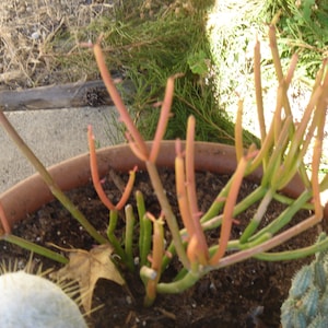 LOOK - 4 Cuttings &quot;Sticks on Fire&quot; (Pencil Cactus)  Euphorbia Tirucalli