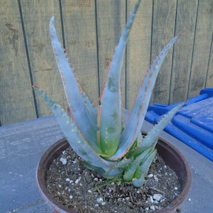 Aloe "Swordfish" 1 Plant PPAF Hybrid  , Fully Rooted, Flowering Succulent