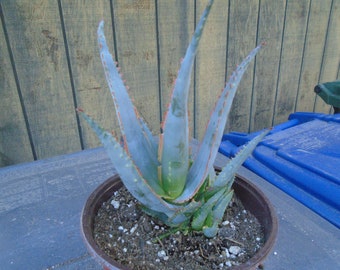 Aloe "Swordfish" 1 Plant PPAF Hybrid  , Fully Rooted, Flowering Succulent