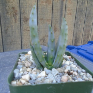 May include: A small succulent plant with pale green, upright leaves, speckled with small, yellow-green bumps. The plant is potted in a square, dark green container filled with small pebbles. The background features a wooden fence and a blue plastic bin.