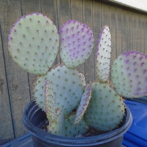 Opuntia Santa Rita - 1 PAD,, Prickly Pear, Cactus  (May Or May Not Be Rooted)