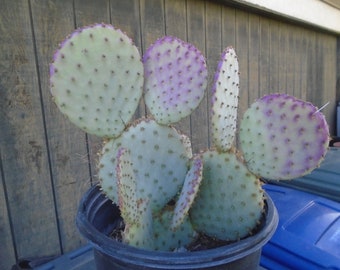 Opuntia Santa Rita - 1 PAD,, Prickly Pear, Cactus