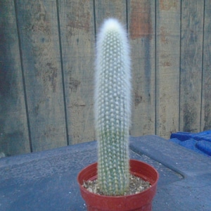 Exact Silver Torch Plant, Fully Rooted  Cleistocactus Strausii-  -- Columnar Cactus  40,  Each Listing Different