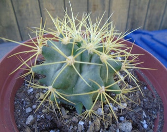 Blue Barrel Cactus - Ferocactus Glaucescens - Fully Rooted