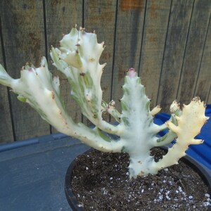 Exact  Dragon Trees Bones Plant-   Lactea Variegata- Fully Rooted Euphorbia  3T, Each Listing Different