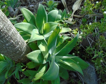 Agave Attenuata- Foxtail Agave -