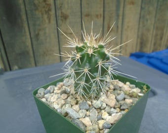 Echinocereus Adustus RARE Globe Cactus Pink Flowers 5 SEEDS #2124 - Etsy