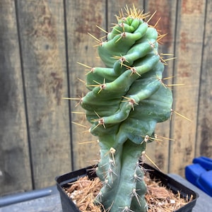 Exact 10" Spiral Cactus, Fully Rooted Cereus Forbesii "Spiralis" Plant, 11,  Each Listing Different